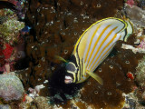 P5278257-a.JPG