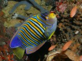 P5278262-a.JPG