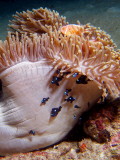 P5278289-a.JPG