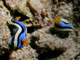 P5278299-a.JPG