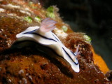 P5278309-a.JPG