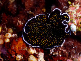 Thysanozoon sp (flatworm)
