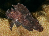 P5288539-a.JPG