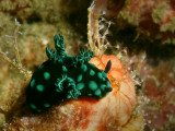 Nembrotha cristata (Bergh, 1877)