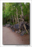 Glacier Creek Trail
