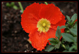 A Splash of Red