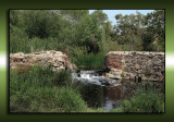 Watering hole...