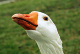 Honker up close