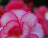 Flower Pedals