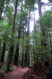 Cathedral Grove