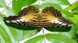 Butterflies 117.jpg