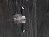 IMG_3942.jpg