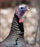 Turk2.jpg