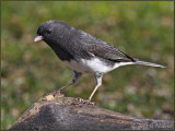 Junco Perch