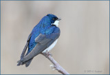 Tree Swallow