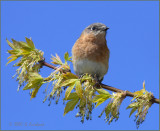 Eastern Bluebird