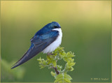 Blue on Green