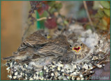 Baby House Finches in a Wreath