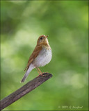 I think its a Veery