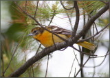 Baltimore-Oriole.jpg