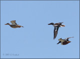 Northern Shovelers