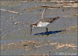 Wilson's Phalarope Male