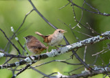 wren4.jpg
