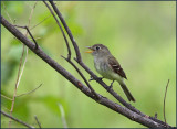 Least. Flycatcher