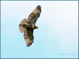 Red Tailed Hawk Juvenile