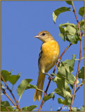 Oriole2.jpg