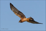 Northern Harrier