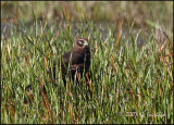 Northern Harrier at rest