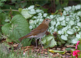 Veery