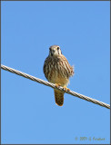 kestrel2.jpg