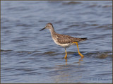 Yellowlegs.jpg