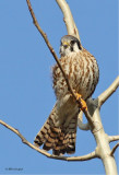 American Kestrel Redux