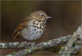Hermit Thrush