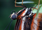 Orange Longwing Portrait