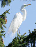 Great Egret