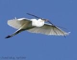 Great Egret