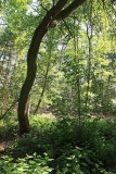 Doolhofwandeling Turnhout