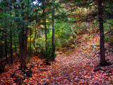 sentier en sous-bois