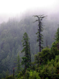King Creek Sugar Pine - gone in 2008