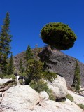 White bark pine with afro