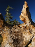 Weathered hemlock stump wood grain
