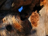 Weathered hemlock stump wood grain