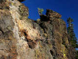 A tale of two Bonzai trees along trail