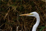 Great White Egret aka Common Egret