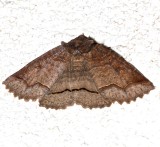 8716, Zale unilineata, One-lined Zale