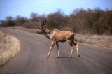 Greater Kudu at Kruger